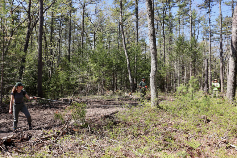 Forest Stewards Guild Hosts Volunteer Work Day at the Holt Research Forest