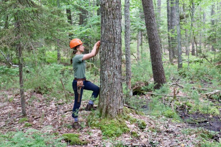 Holt Research Forest is Hiring Summer Research Technicians