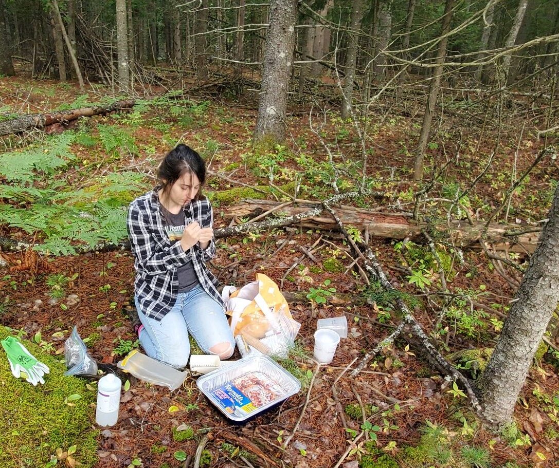 Reading Trees: Are small mammals able to predict seed densities in the Maine woods?